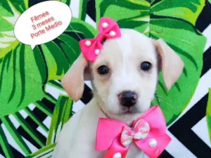 Cachorro raça SRD-ViraLata idade 2 a 6 meses nome Esme