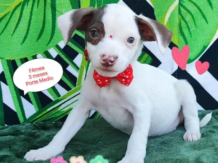 Cachorro raça SRD-ViraLata idade 2 a 6 meses nome Susan 