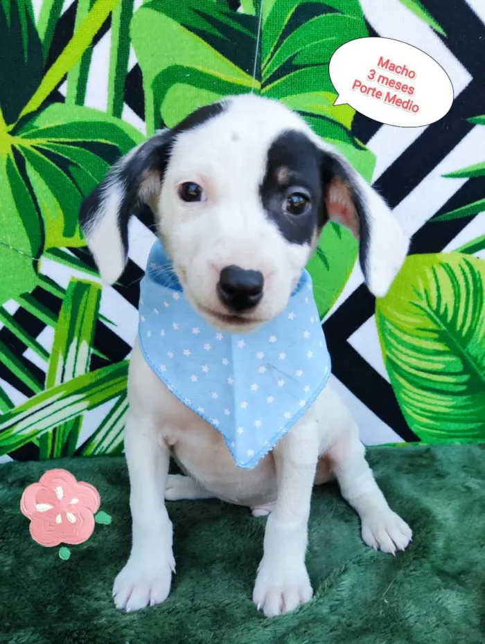 Cachorro raça SRD-ViraLata idade 2 a 6 meses nome Cliford 