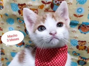 Gato raça SRD-ViraLata idade 2 a 6 meses nome Rick
