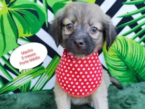 Cachorro raça SRD-ViraLata idade 2 a 6 meses nome Enrico
