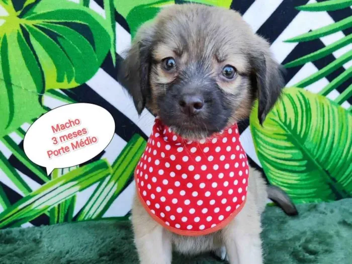 Cachorro raça SRD-ViraLata idade 2 a 6 meses nome Enrico