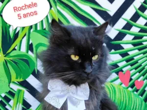 Gato raça SRD-ViraLata idade 5 anos nome Rochele 