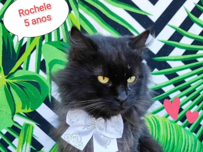 Gato raça SRD-ViraLata idade 5 anos nome Rochele 