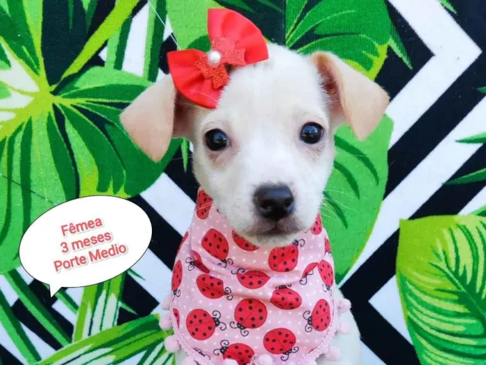 Cachorro raça SRD-ViraLata idade 2 a 6 meses nome Jamily