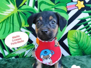 Cachorro raça SRD-ViraLata idade 2 a 6 meses nome Floquinho