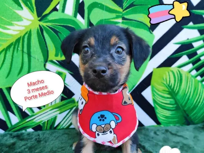 Cachorro raça SRD-ViraLata idade 2 a 6 meses nome Floquinho