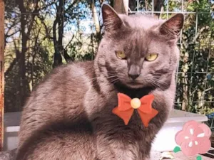 Gato raça SRD-ViraLata idade 3 anos nome Xira
