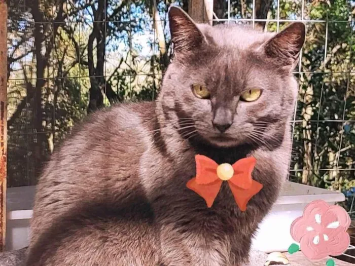 Gato raça SRD-ViraLata idade 3 anos nome Xira