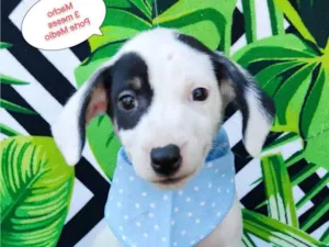 Cachorro raça SRD-ViraLata idade 2 a 6 meses nome Cliford 
