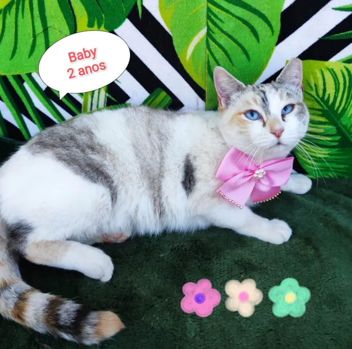 Gato raça SRD-ViraLata idade 2 anos nome Baby