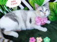 Gato raça SRD-ViraLata idade 2 anos nome Baby