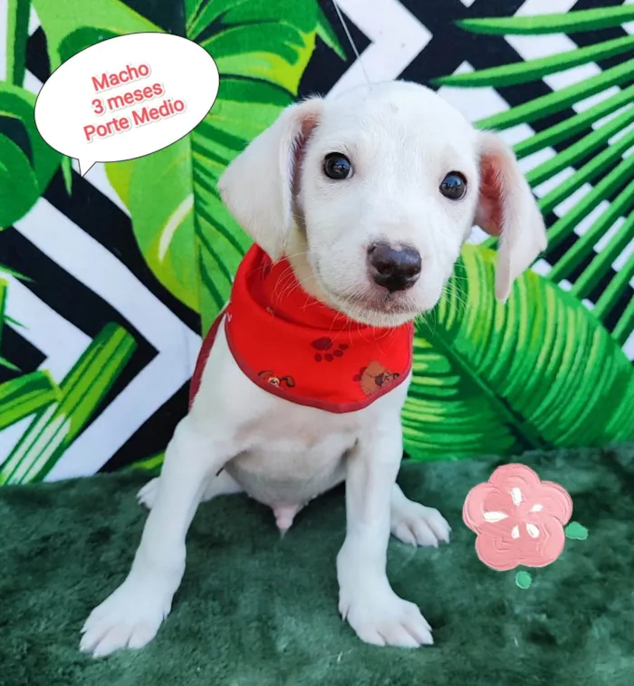 Cachorro raça SRD-ViraLata idade 2 a 6 meses nome Trevor 