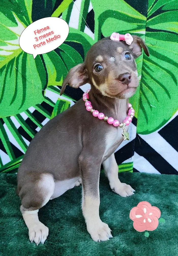 Cachorro raça SRD-ViraLata idade 2 a 6 meses nome Hanna 