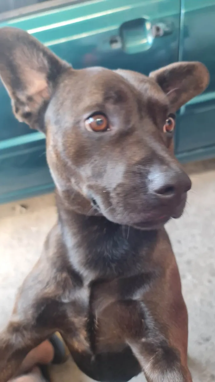 Cachorro ra a Pit-Bull com budog francês idade 2 anos nome Revoada