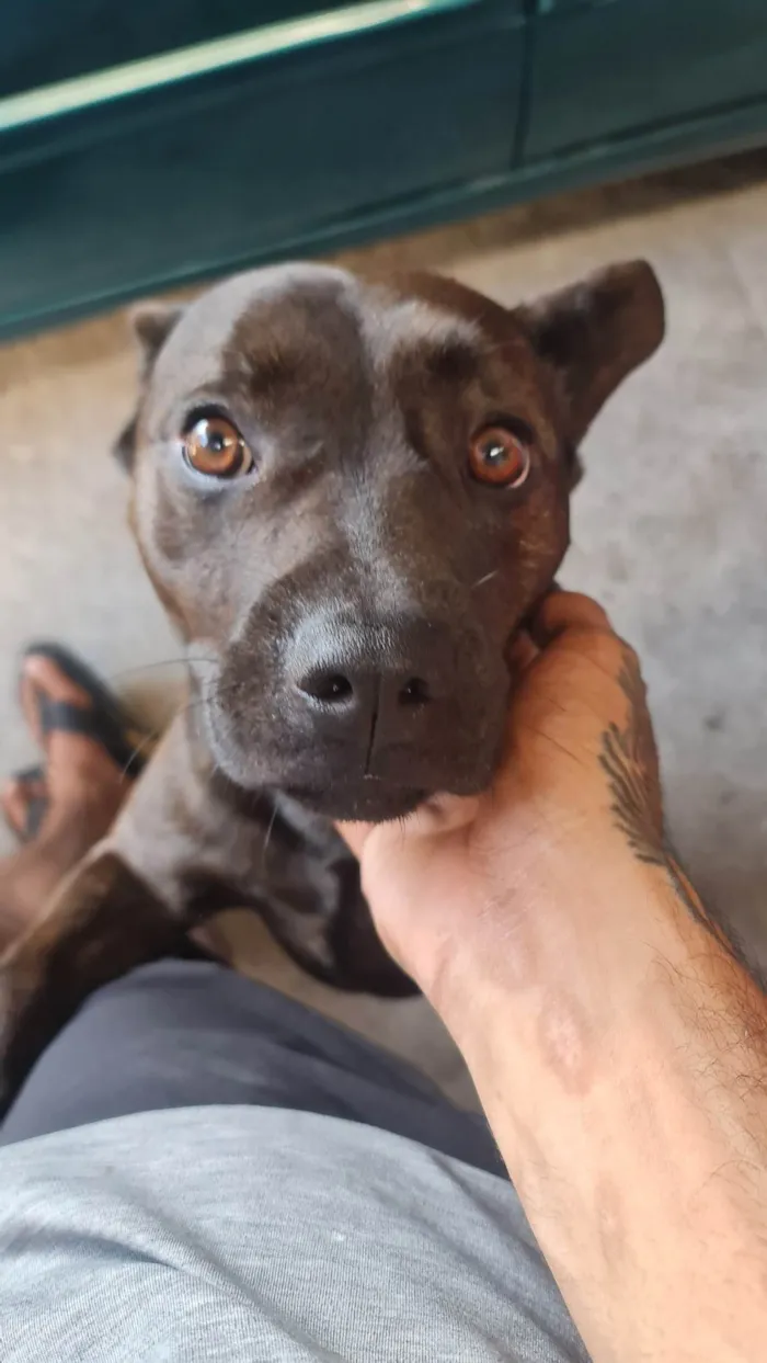 Cachorro ra a Pit-Bull com budog francês idade 2 anos nome Revoada