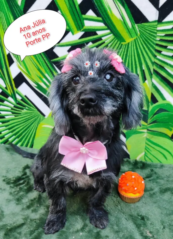 Cachorro raça SRD-ViraLata idade 6 ou mais anos nome Ana Júlia 