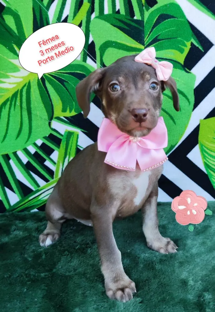 Cachorro raça SRD-ViraLata idade 2 a 6 meses nome Riqueza 