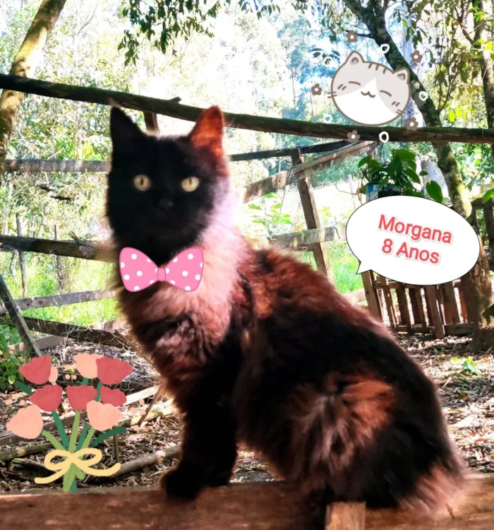 Gato raça SRD-ViraLata idade 6 ou mais anos nome Morgana 