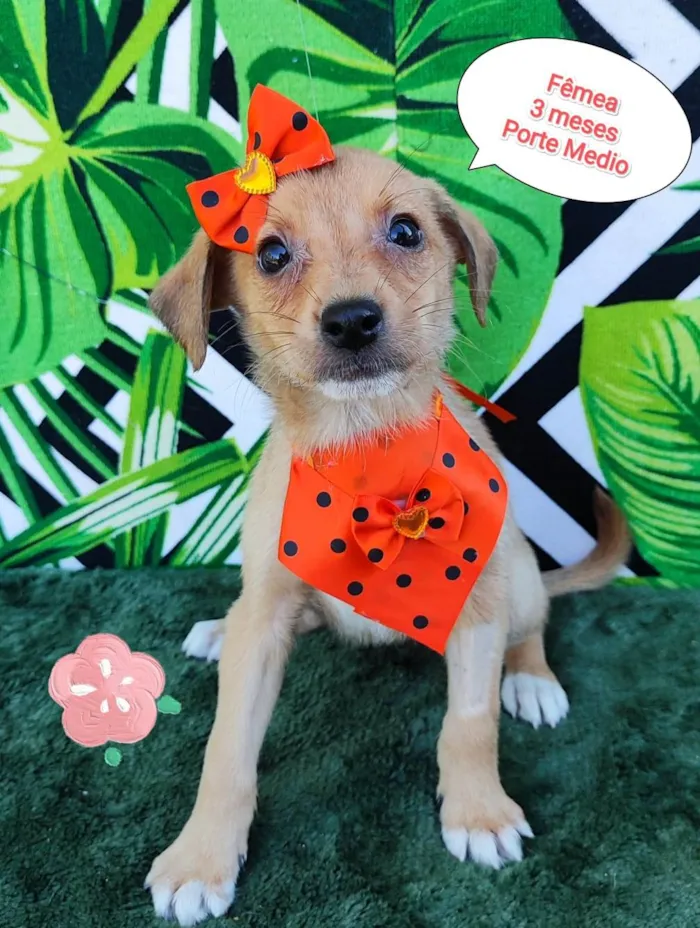 Cachorro raça SRD-ViraLata idade 2 a 6 meses nome Jade