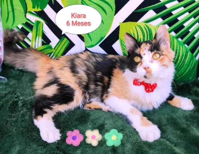 Gato raça SRD-ViraLata idade 2 a 6 meses nome Kiara