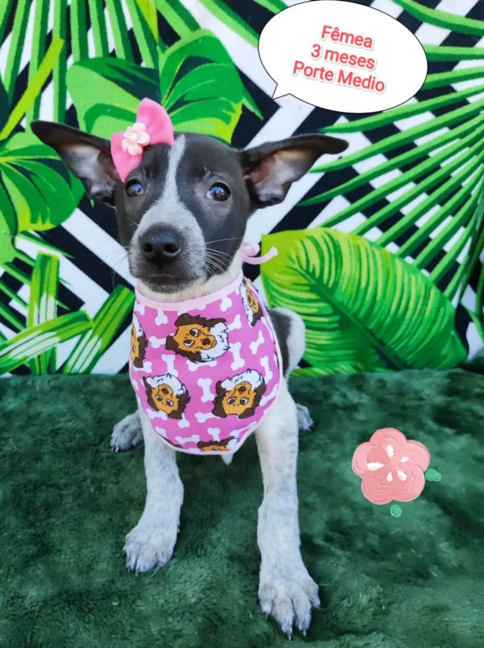 Cachorro raça SRD-ViraLata idade 2 a 6 meses nome Milla