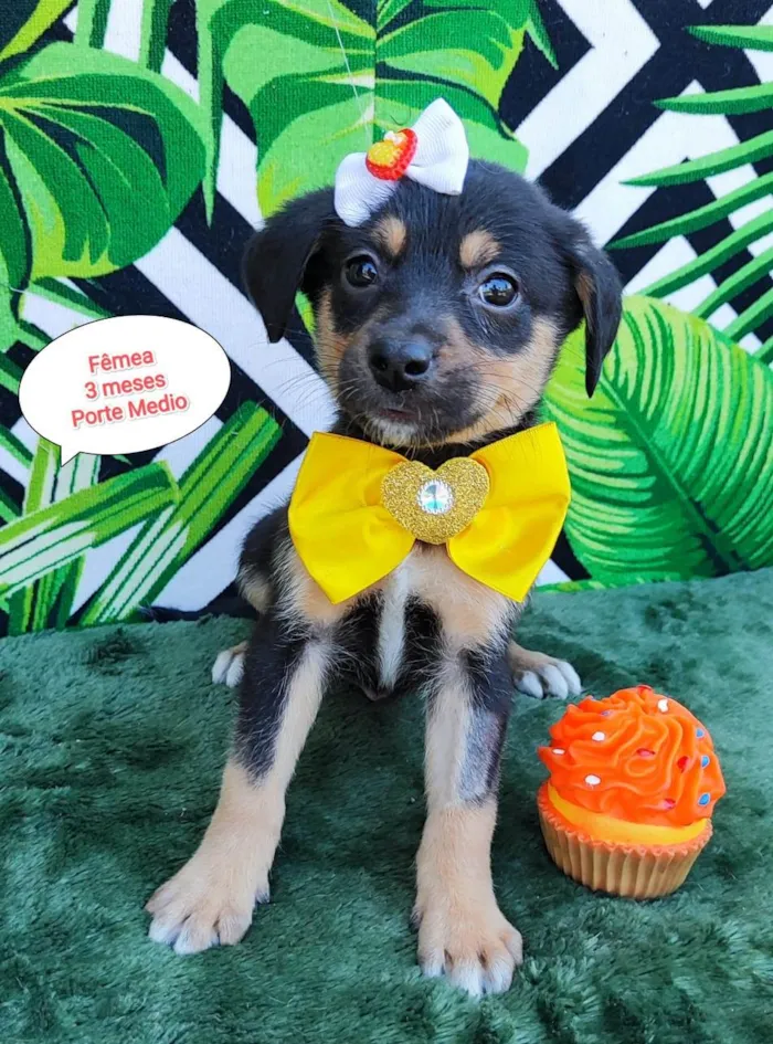 Cachorro raça SRD-ViraLata idade 2 a 6 meses nome Yasmin