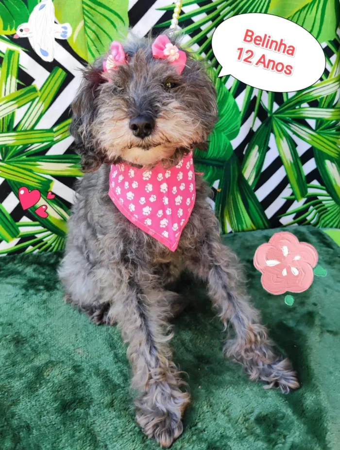 Cachorro raça SRD-ViraLata idade 6 ou mais anos nome Belinha 