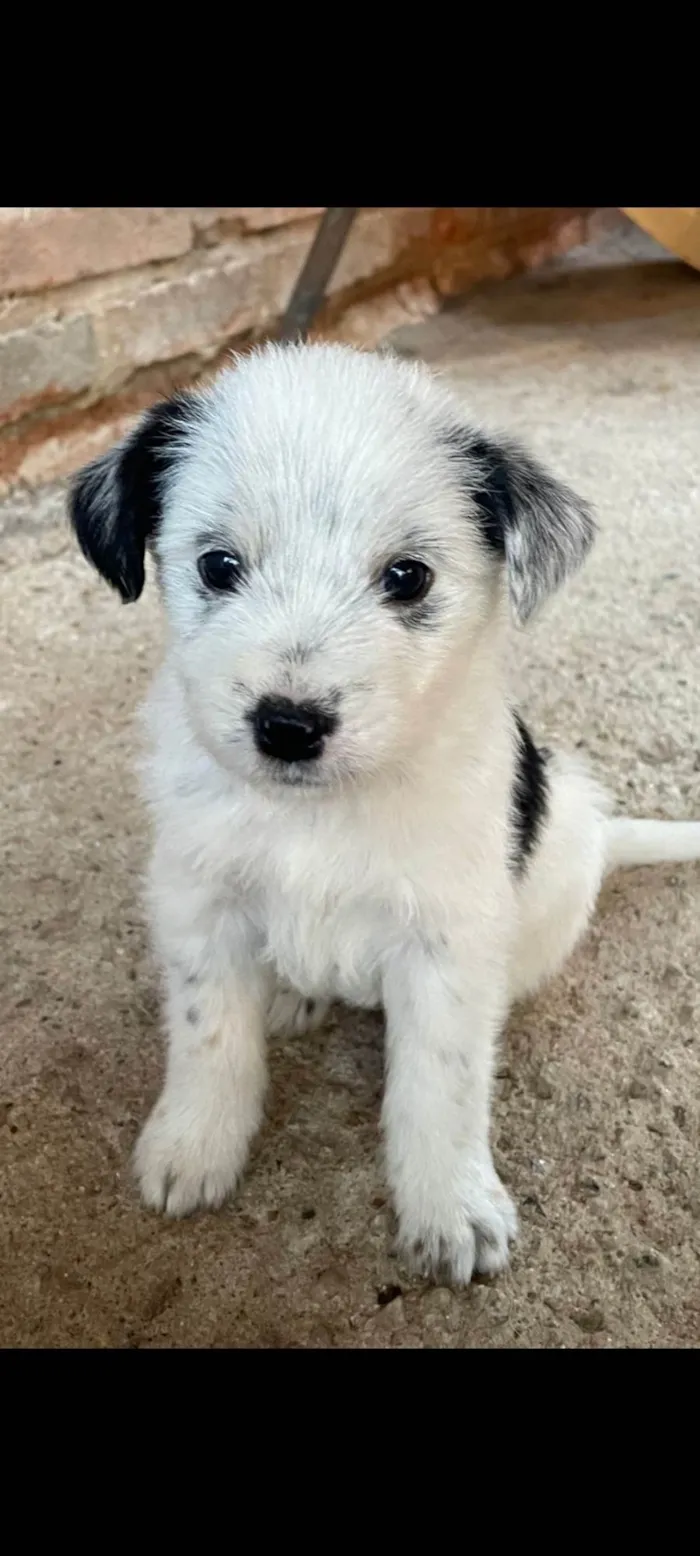 Cachorro ra a SRD-ViraLata idade Abaixo de 2 meses nome Mila 