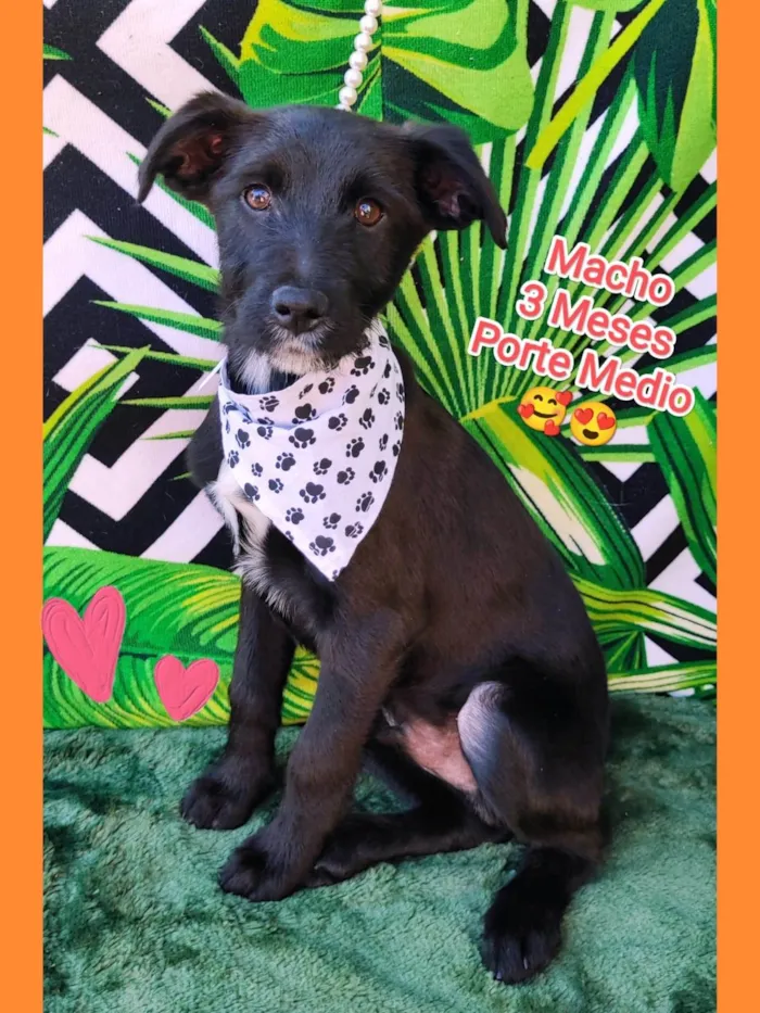 Cachorro raça SRD-ViraLata idade 2 a 6 meses nome Teo