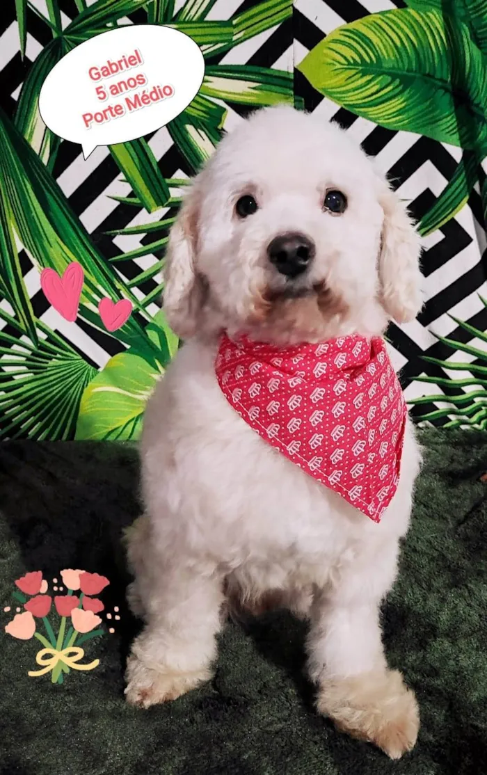 Cachorro raça SRD-ViraLata idade 5 anos nome Gabriel 