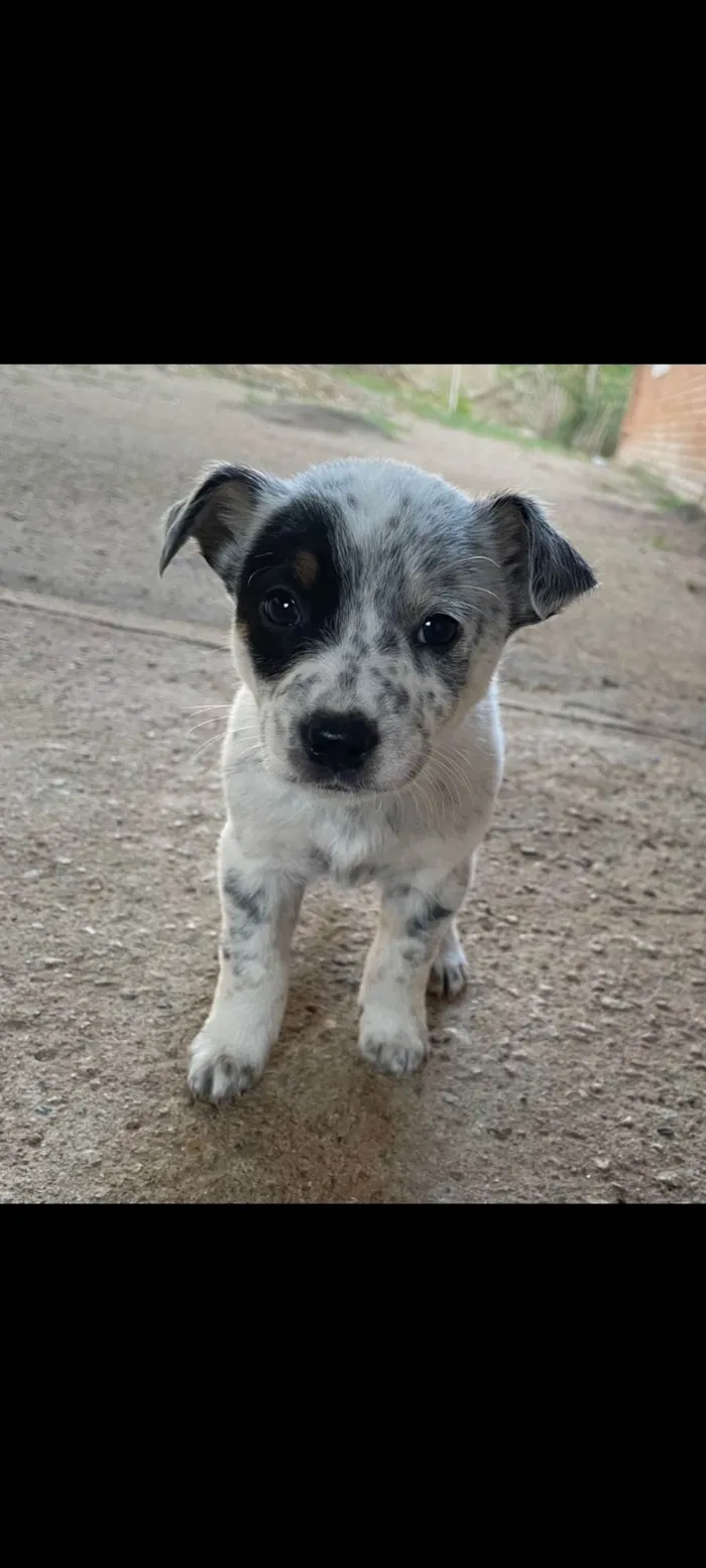 Cachorro ra a SRD-ViraLata idade Abaixo de 2 meses nome Mancha 