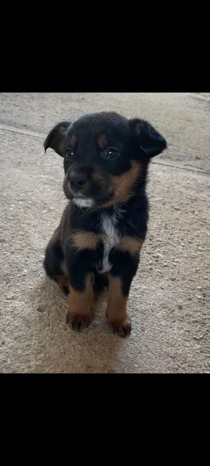 Cachorro ra a SRD-ViraLata idade Abaixo de 2 meses nome Bento 