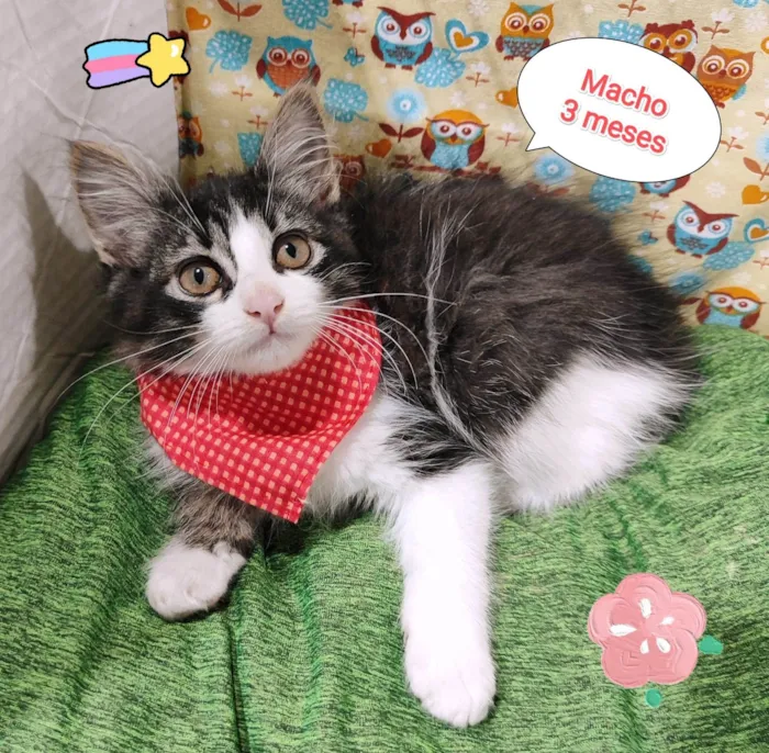 Gato raça SRD-ViraLata idade 2 a 6 meses nome Henrique 