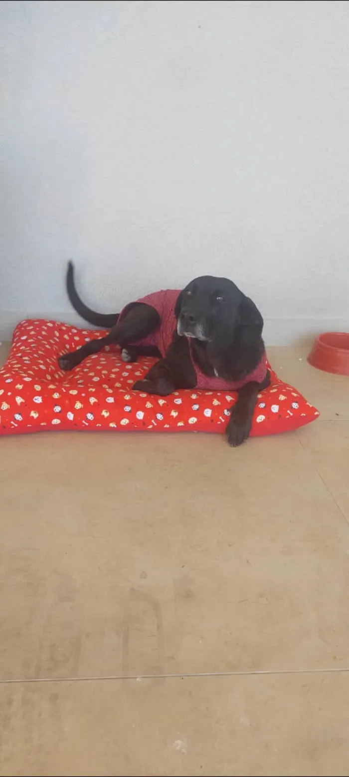 Cachorro ra a SRD-ViraLata idade 1 ano nome Penélope 