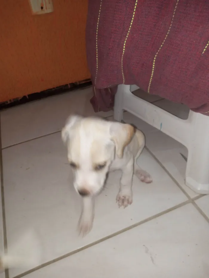 Cachorro ra a SRD-ViraLata idade Abaixo de 2 meses nome Filhotes