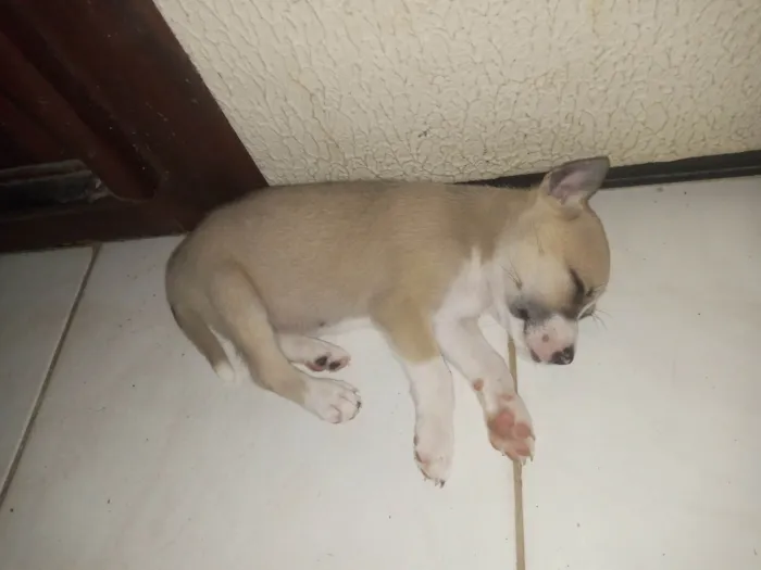 Cachorro ra a SRD-ViraLata idade Abaixo de 2 meses nome Filhotes