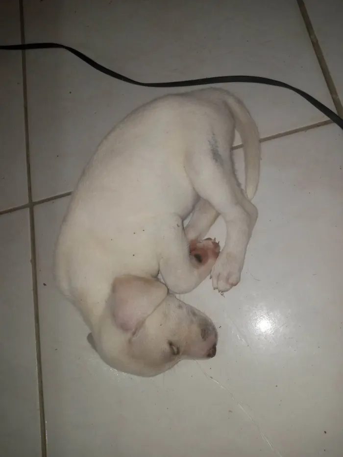 Cachorro ra a SRD-ViraLata idade Abaixo de 2 meses nome Filhotes