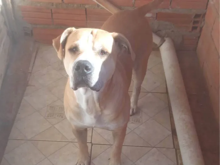 Cachorro raça Pitibu com labrador  idade 4 anos nome Zeu