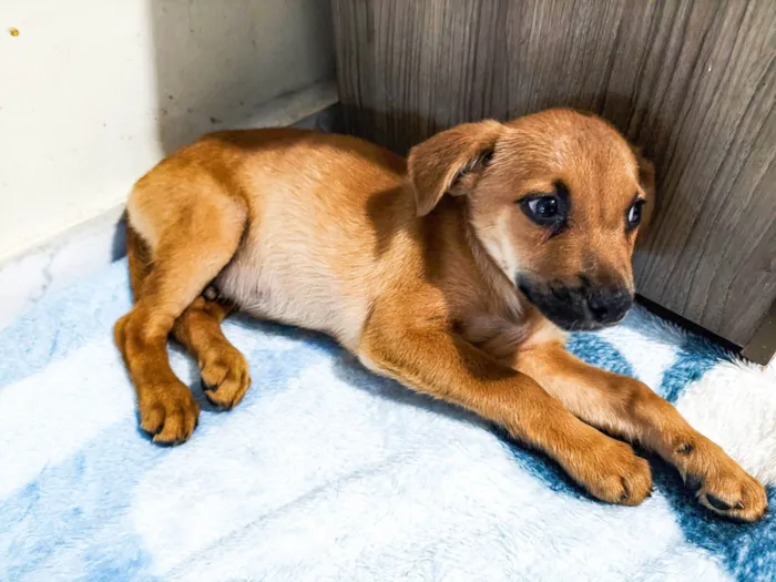 Cachorro ra a Sem Raça Definida  idade 2 a 6 meses nome Jake