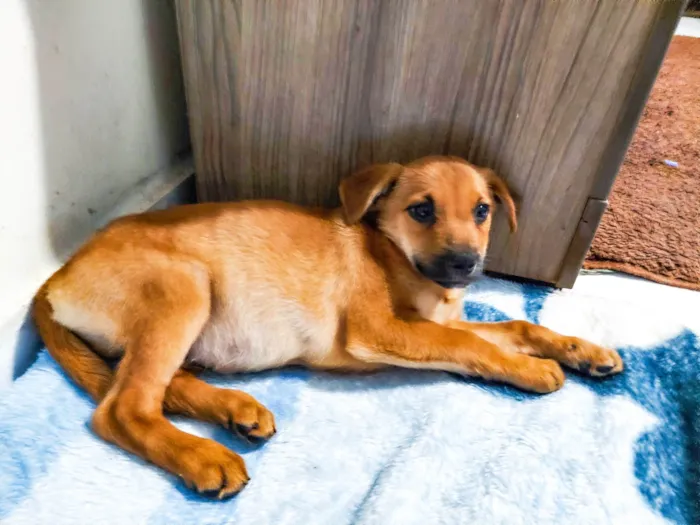 Cachorro ra a Sem Raça Definida  idade 2 a 6 meses nome Jake