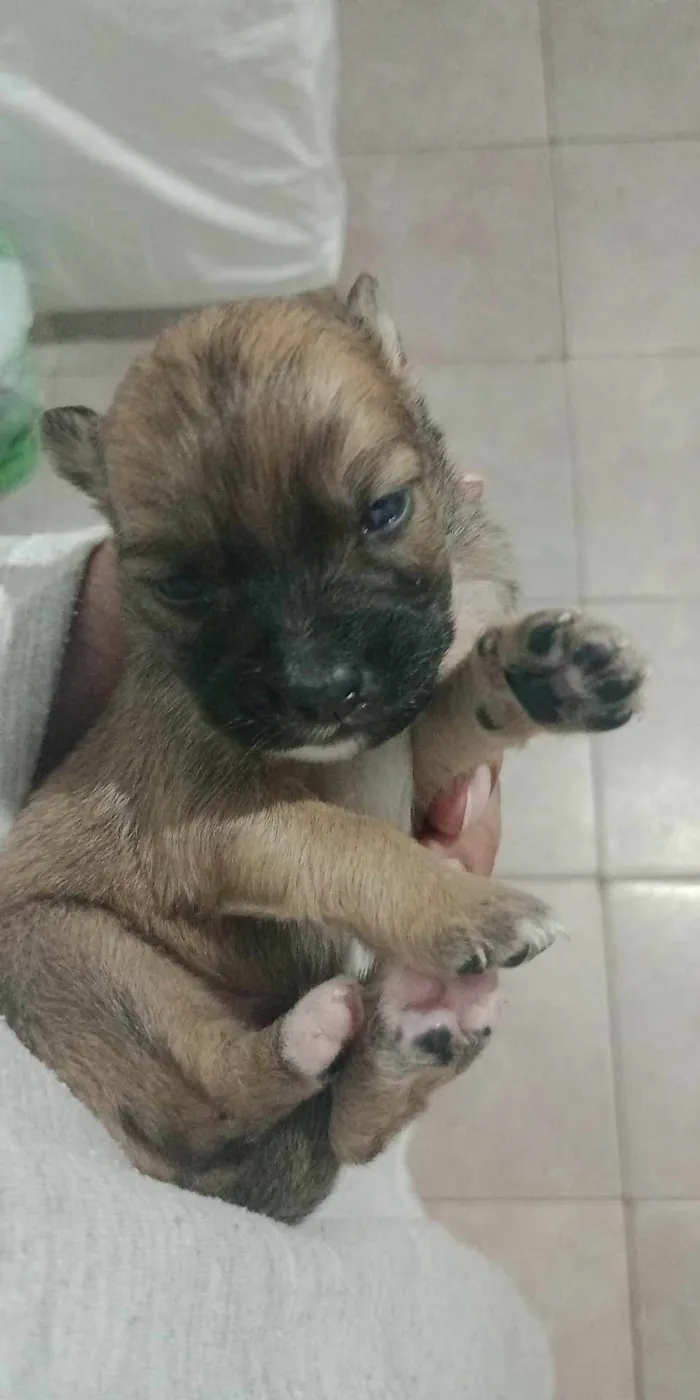 Cachorro ra a Chauchau com lavrador  idade Abaixo de 2 meses nome Sem nome são 3 machos 