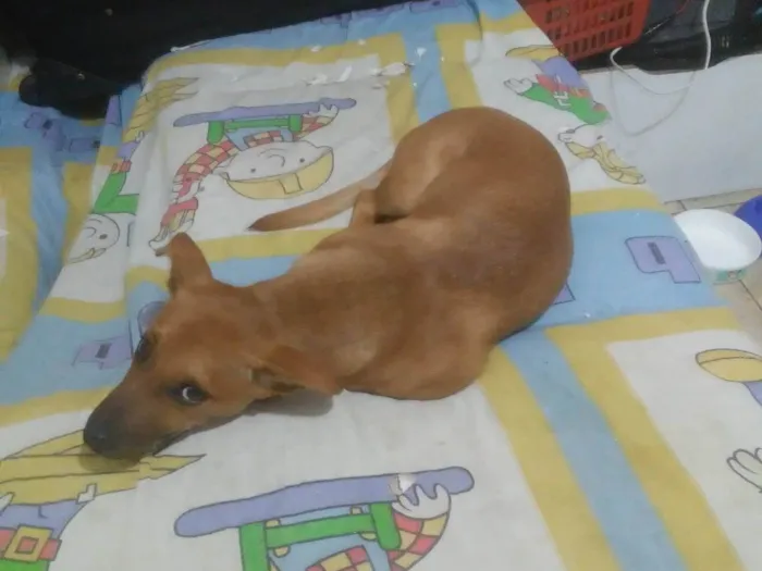 Cachorro ra a SRD-ViraLata idade 2 a 6 meses nome Scooby doo