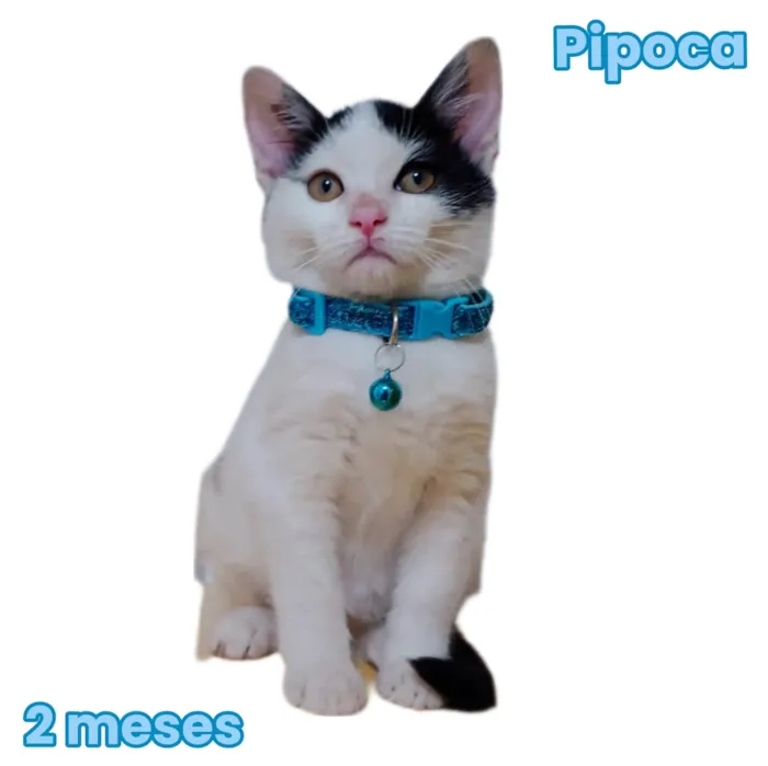 Pipoca