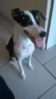 Nala