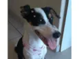 Nala