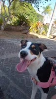 Nala