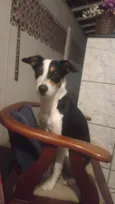 Nala