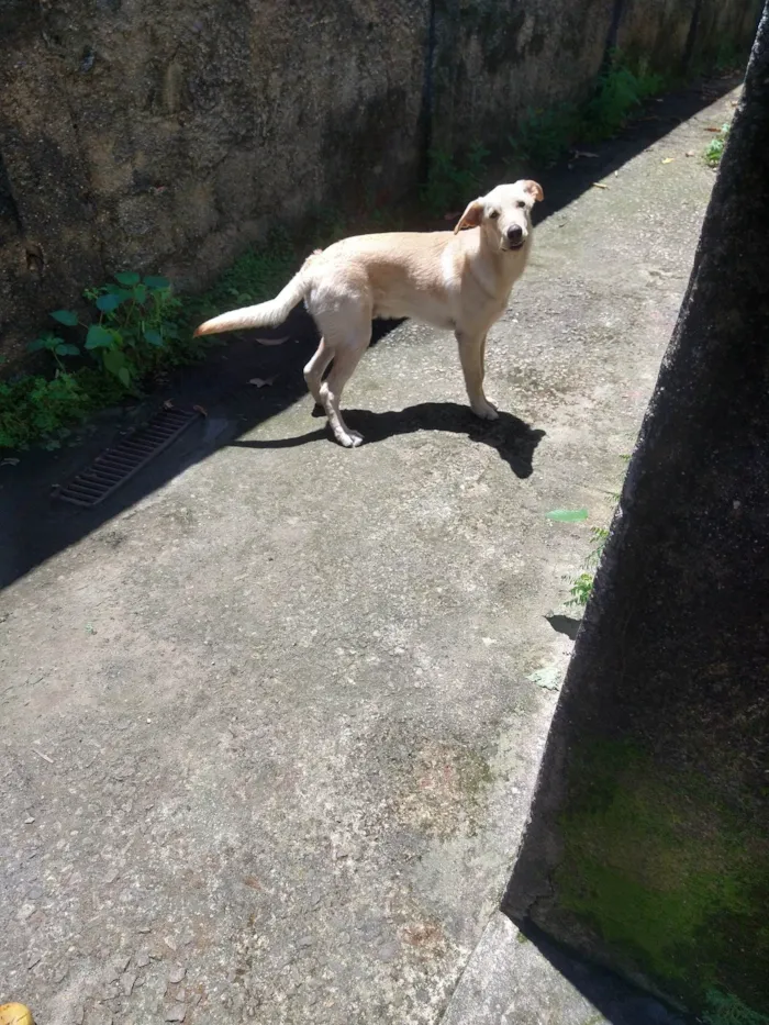 Cachorro ra a SRD-ViraLata idade 2 anos nome Ivar