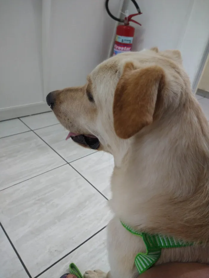 Cachorro ra a SRD-ViraLata idade 2 anos nome Ivar
